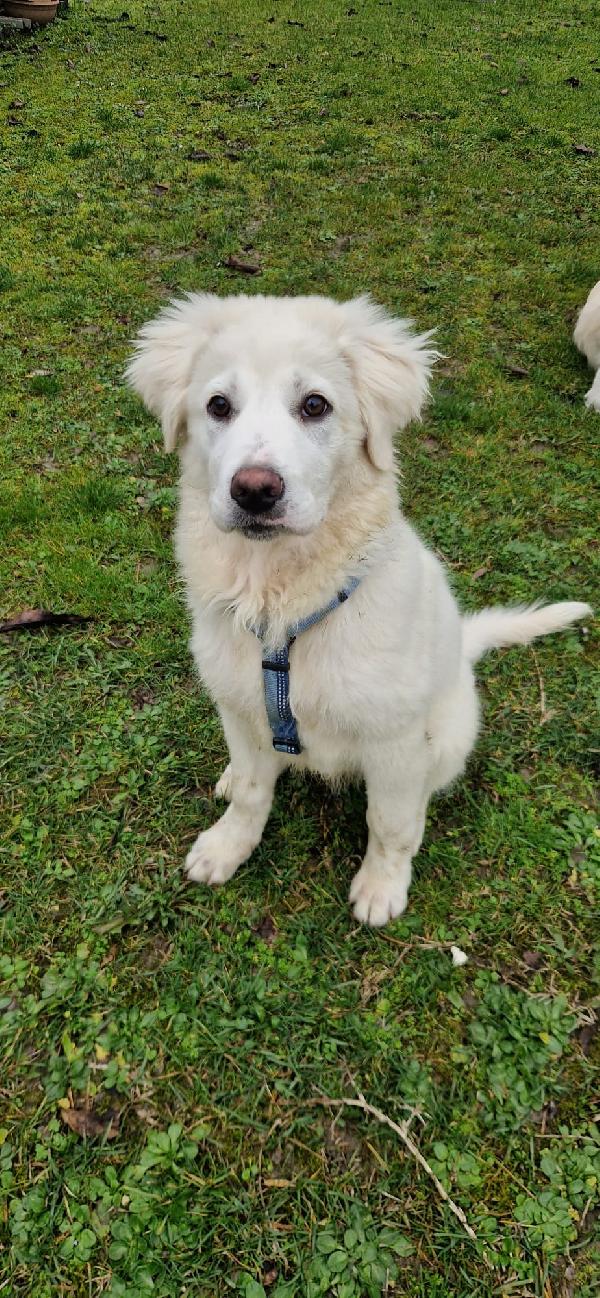 Hellen Cucciola Maremmana Di 4 Mesi